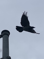Corvus cornix