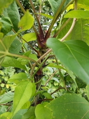 Kalopanax septemlobus