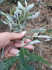 Cirsium arvense vestitum