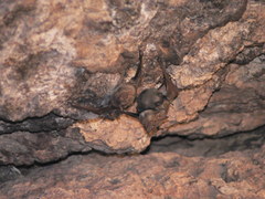 Taphozous nudiventris