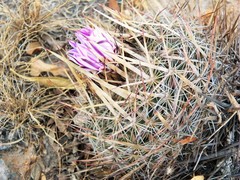 Echinofossulocactus ochoterenaus