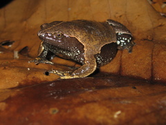 Brown Egg Frog photo 3