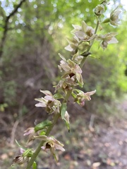 Epipactis helleborine