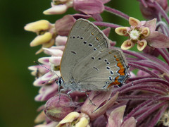 Satyrium acadica
