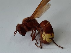Vespa orientalis
