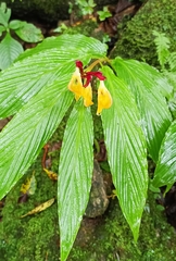 Cautleya spicata