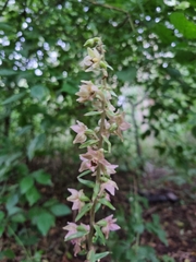 Epipactis helleborine