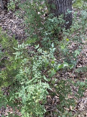 Berberis swaseyi