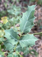 Berberis swaseyi