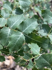 Berberis swaseyi