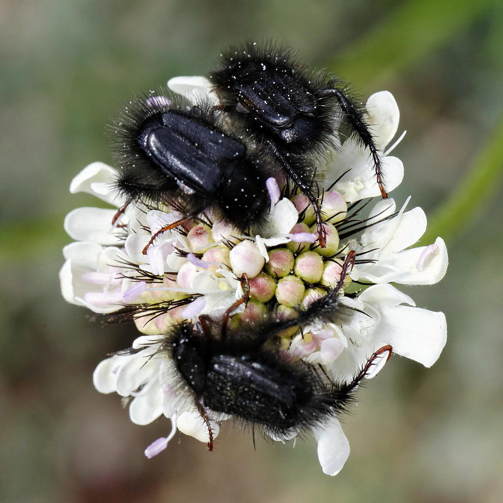 Bear Monkey Beetle