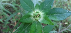 Euphorbia schiedeana