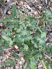 Berberis swaseyi