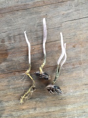 Ophiocordycipitaceae