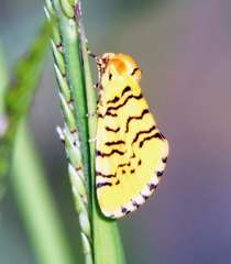 Chrysoecia atrolinea