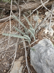 Astrolepis integerrima