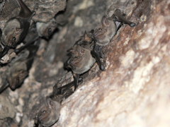 Taphozous nudiventris
