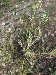 Melilotus tauricus