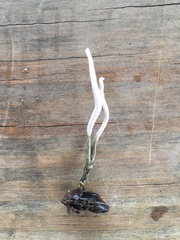 Ophiocordycipitaceae