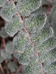 Astrolepis integerrima