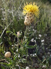 Centaurea orientalis