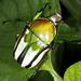 Regal Fruit Chafer - Photo (c) Wynand Uys, some rights reserved (CC BY), uploaded by Wynand Uys