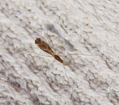 Empicoris culiciformis