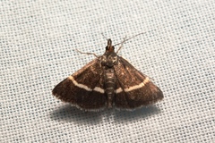 Pyrausta cingulata
