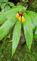 Cautleya spicata