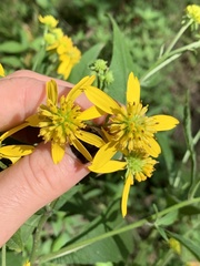 Verbesina alternifolia