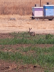 Lepus californicus