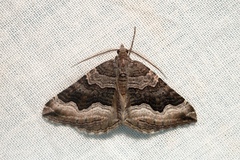 Scotopteryx coelinaria