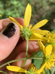 Verbesina alternifolia