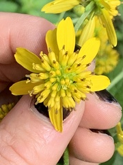 Verbesina alternifolia