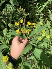 Verbesina alternifolia
