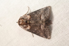 Abrostola asclepiadis