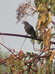 Sialia mexicana