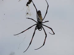 Trichonephila inaurata madagascariensis