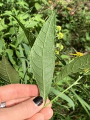 Verbesina alternifolia
