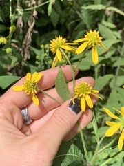 Verbesina alternifolia