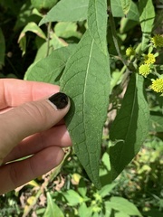 Verbesina alternifolia