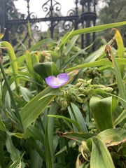 Tradescantia virginiana
