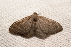 Cataclysme uniformata