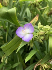 Tradescantia virginiana