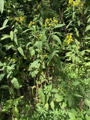 Verbesina alternifolia