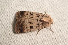 Chersotis multangula