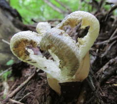 Blumenavia angolensis