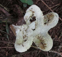 Blumenavia angolensis