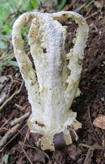 Blumenavia angolensis