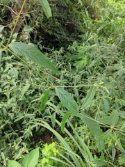 Achyranthes longifolia